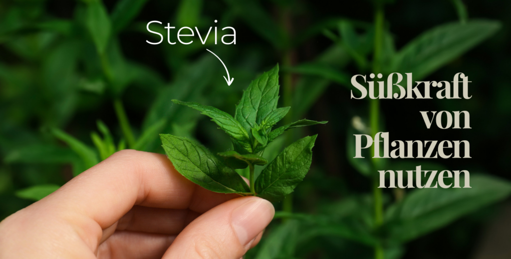 Stevia,Pflanze,Süßkraft,Zuckerersatz,gesund,gut,Hand,Diabetes,Blutzucker