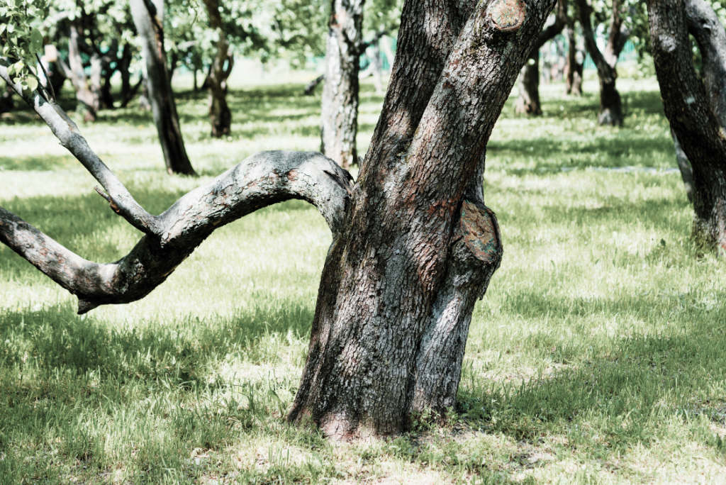 Apfelbaum, Wiese,alter Baum