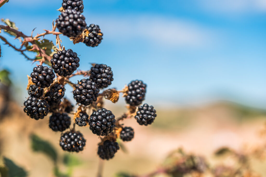 Brombeeren,Strauch,Natur,draußen,Brombeerstrauch, Beeren,Ernährung