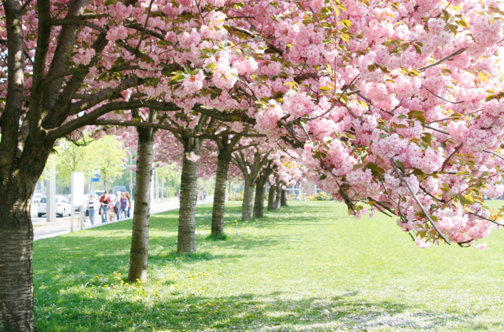 Kirschen,blühen,Baum,gesund,essen,Diabetes,gut