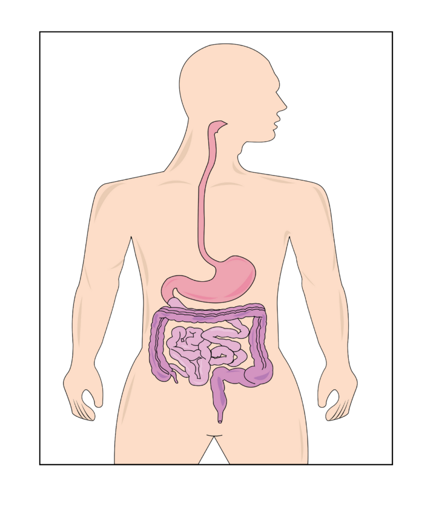 Schaubild, Mensch,Darm,Darmansicht, Mann, Speisröhre,Grafik,Diabetes,Aufstossen