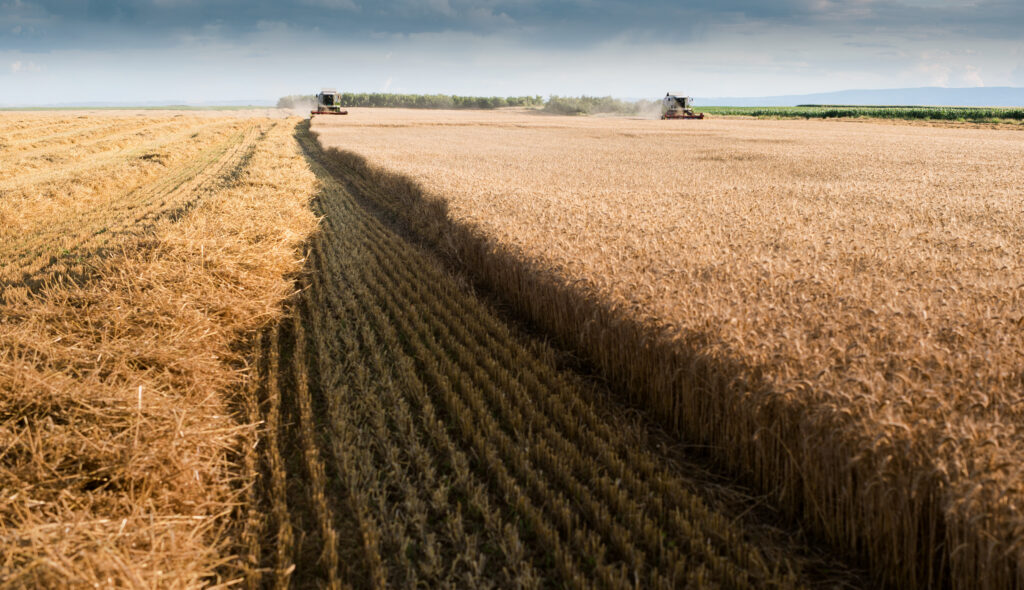 Weizenfeld,Pfad,Vollkorn,gesund,Sommer, mähen