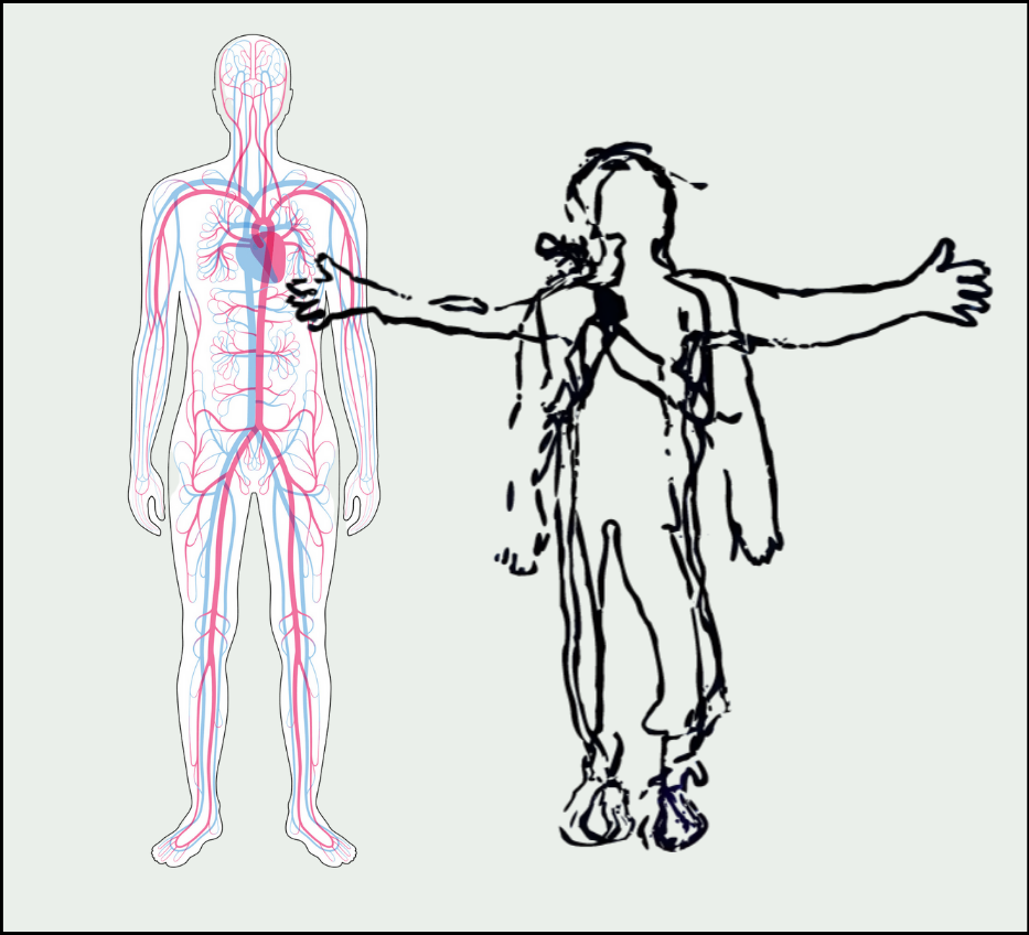 Körper,Grafik,Mensch,Blutbahn,gesund