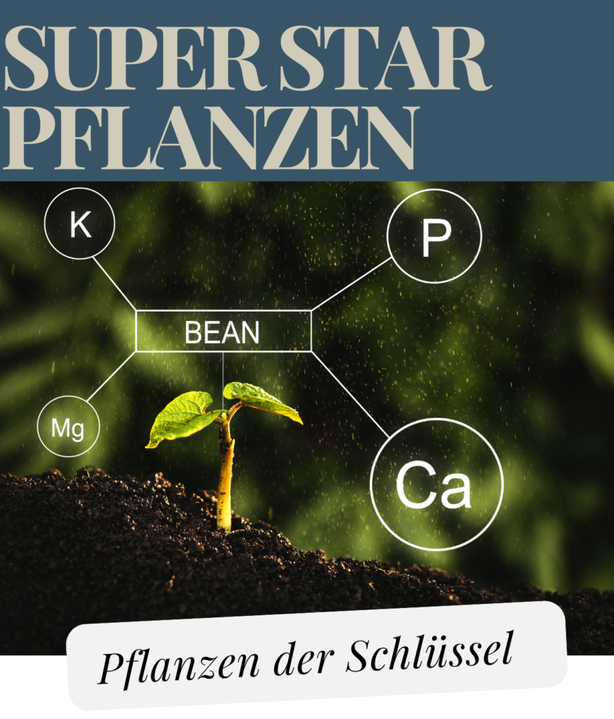 Superstar Pflanzen,helfen,wachsen,Sprossen,gesund,Nährstoffe,Schlüssel,Besserung,Ernährung