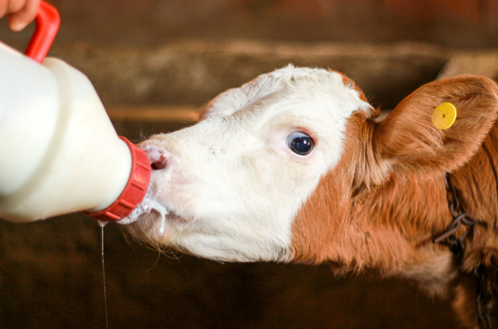 Kalb,Milch,trinken,Aufzucht,Kälber,Kalbsmilch,füttern,Gewicht,Zunahme